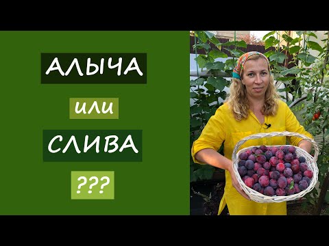 Видео: Алыча или слива? Что лучше выбрать?
