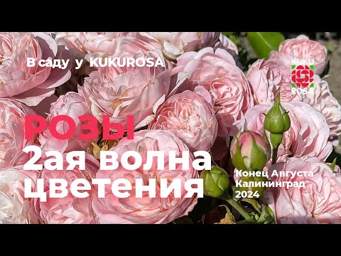 Видео: Вторая волна цветение роз🌹в саду у KUKUROSA