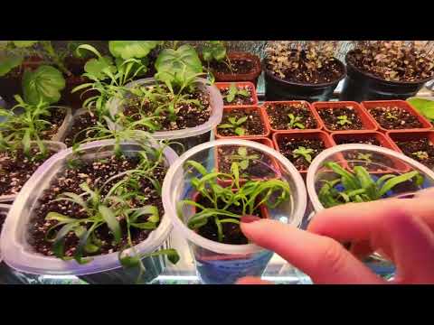 Видео: АЛИССУМ.МОЖНО ЛИ СОХРАНИТЬ АЛИССУМ ЗИМОЙ.2022