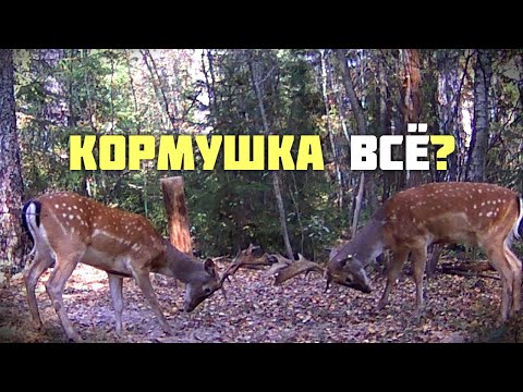Видео: Кормушка всё?