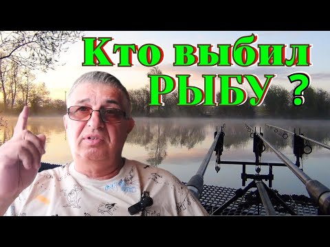 Видео: Кто выбил рыбу ?