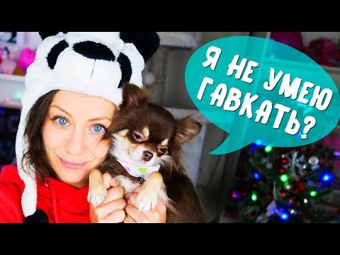 Видео: 33 ФАКТА О СПАСЕННОЙ СОБАКЕ МИШЕ Magic Family