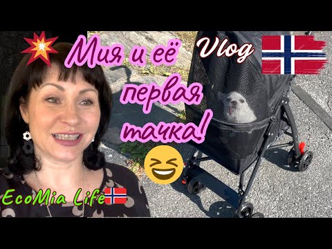 Видео: КОГДА СОБАКА БОГАЧЕ ТЕБЯ 😂/ Коляска? Нет, КАБРИОЛЕТ! VIP-прогулка + Манговое Ласси /Nº5-06.2025