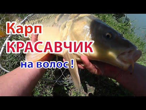 Видео: Карп красавчик на волос!