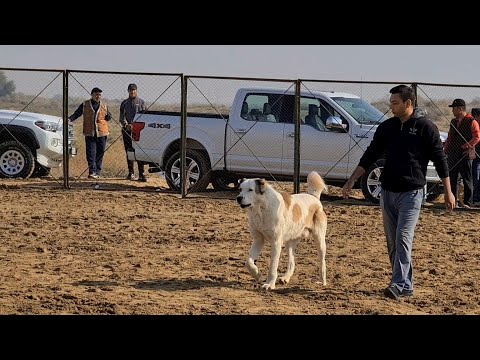 Видео: Турнир Тест Испытаний 1ый тур Ашхабад район Ёнгалы -  Turkmen Alabay Turkmenistan!