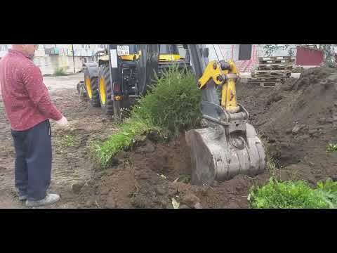 Видео: Посадила Елочку, надеюсь что будет рости.🙏🌲💕👍