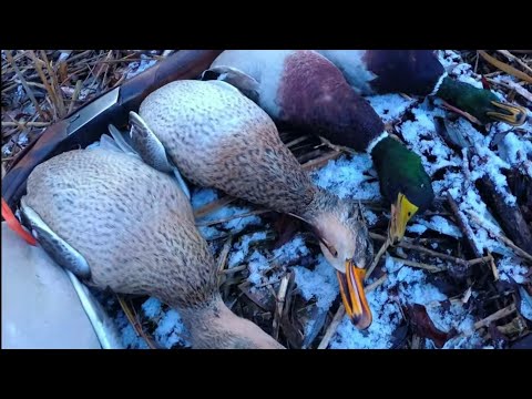 Видео: Охота на утку. Закрытие сезона 2020. ТОЗ 34