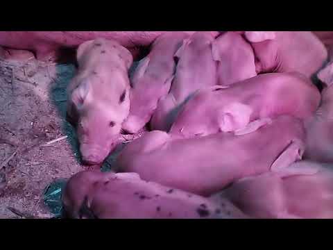 Видео: Прибавления в хозяйстве. Деревенская жизнь.