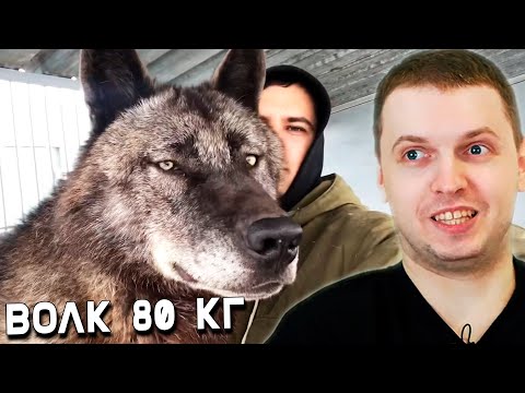Видео: ЭТОТ ВОЛК РЕАЛЬНО 80 КГ! ПАПИЧ СМОТРИТ ВИДОСИКИ