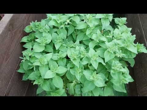 Видео: Мой сад на Урале. Пятый сезон. Август середина 2025.