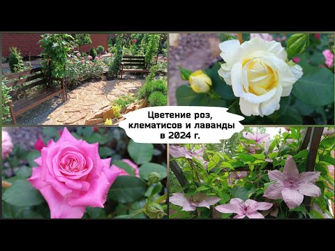 Видео: Цветение роз,клематисов и лаванды в сезоне 2024 г.