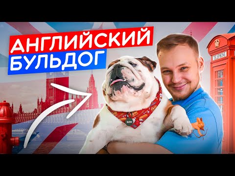 Видео: АНГЛИЙСКИЙ БУЛЬДОГ | все о породе| личный опыт владения породой