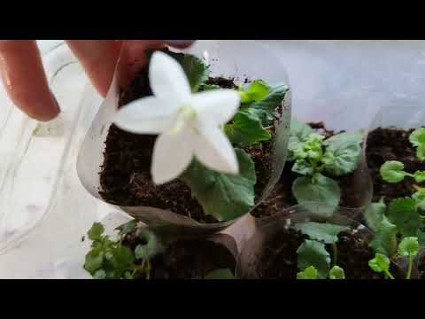 Видео: Кампанула размножение. Как правильно взять черенок для укоренения? #комнатныйцветок