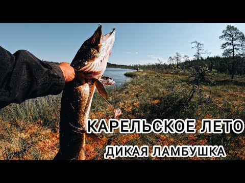 Видео: ПО МЕДВЕДЯ СЛЕДАМ.РЫБАЛКА В КАРЕЛИИ.ЩУКА ЕСТЬ.