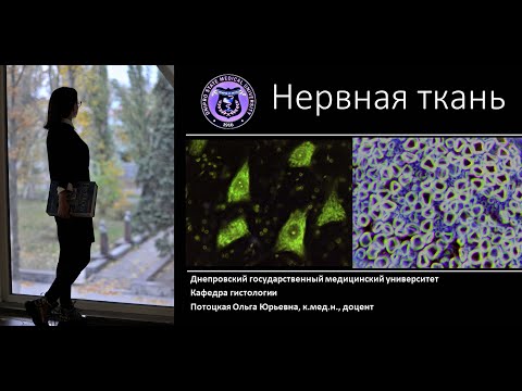 Видео: 14. Нервная ткань (лекция по гистологии)