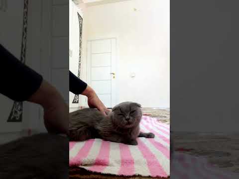 Видео: Коко против расчёски 😹 Кто победит сегодня?