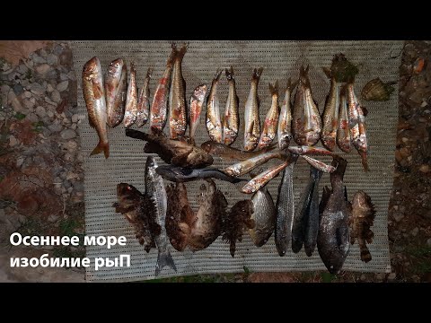 Видео: Осеннее море изобилие рыП:))) ночная охота в черном море с острогой