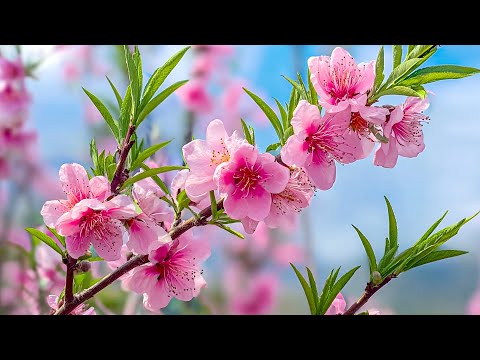 Видео: 🌿 Нежный ветер фортепиано – расслабляющая музыка для внутреннего покоя и гармонии
