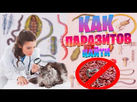 Видео: Как найти кишечных паразитов. Опасность человеку и как правильно производить анализы фекалий питомца