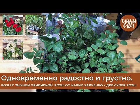 Видео: ЧТО - ТО ПОШЛО НЕ ТАК. Розы с ЗИМНЕЙ ПРИВИВКОЙ. Розы МАРИИ ХАРЧЕНКО + 2 СУПЕР РОЗЫ. ОБЗОР ПОСЫЛОК.