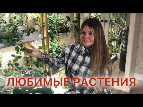 Видео: Мои ЛЮБИМЫЕ РАСТЕНИЯ | Октябрь 2025 #комнатныерастения 