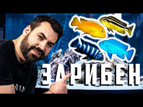Видео: ЗАРИБИХМЕ НОВИЯ ЦИХЛИДАРНИК