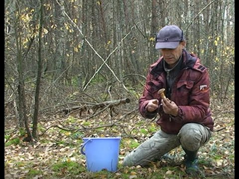 Видео: Сбор грибов.  Сбор рыжиков и польских грибов. Грибной сезон 2022