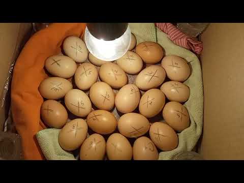 Видео: душа радуется и вам советую! Последняя стадия инкубации в картонной коробке🌸🥰🐔