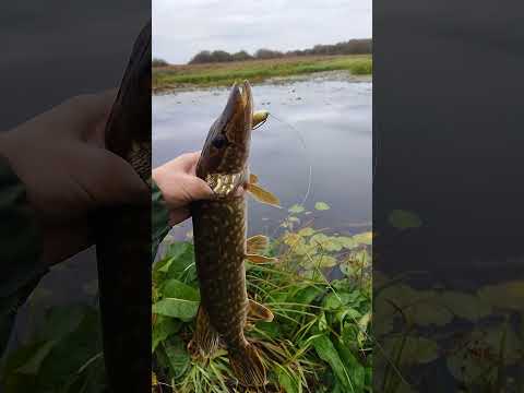 Видео: Щука на неогрузку. ч 3.