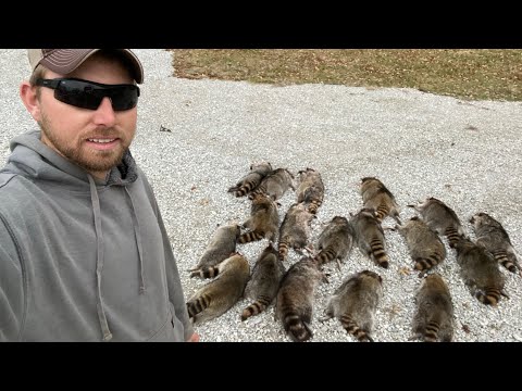 Видео: Отлов енотов в конце сезона