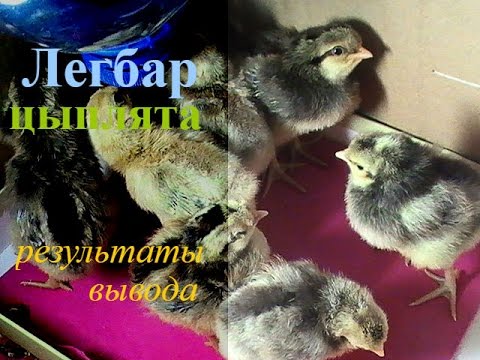 Видео: Цыплята породы Легбар. //Chickens breed Legbar.