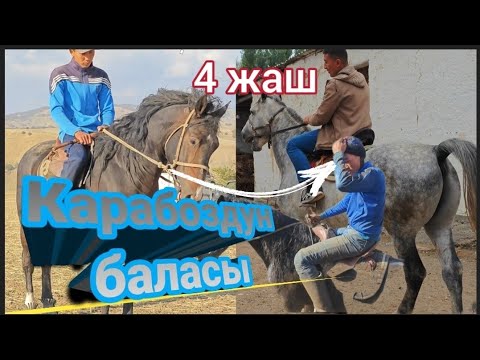 Видео: Карабоздун баласы улакта сыналды чаап алгыла