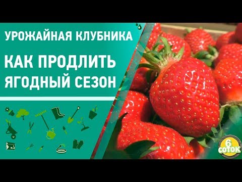 Видео: Урожайная клубника. Как продлить ягодный сезон. 6 соток 03.06.2019