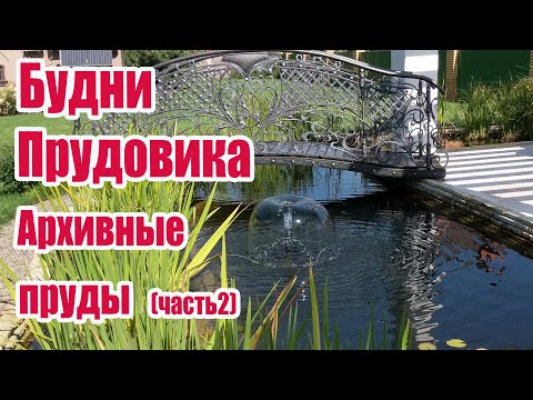Видео: Будни Прудовика Архивные пруды (часть2)