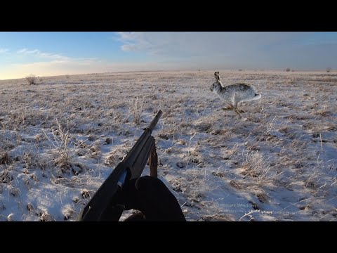 Видео: Охота на зайца!Такое случается..