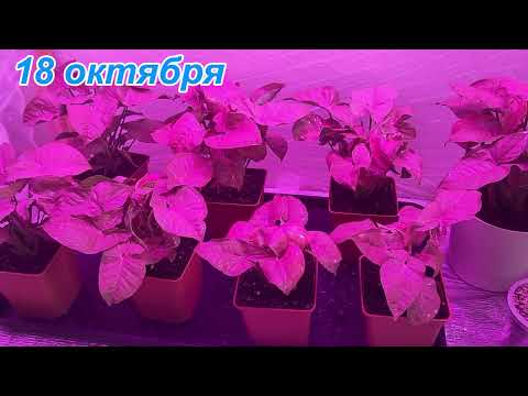 Видео: Сингониум "Пинк Неон". Почему крутиться лист и что делать?