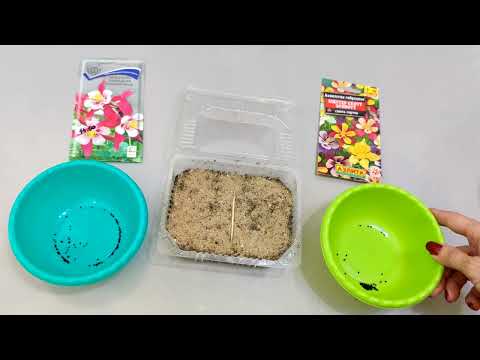 Видео: СТРАТИФИКАЦИЯ СЕМЯН! АКВИЛЕГИЯ ГИБРИДНАЯ. ЛЕГКО И ПРОСТО!