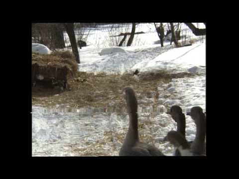 Видео: Воспоминание о масленице - Мировая Деревня С.Старостин