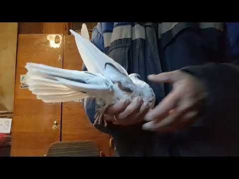 Видео: Николаевские голуби - есть в рутуб