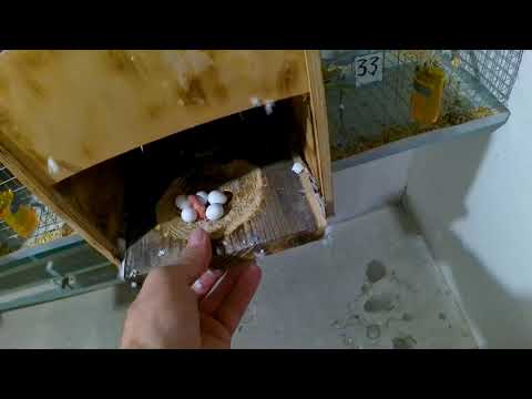 Видео: чем кормить попугаев кроме корма в период размножения🥦 последние витамины🌿питание волнистых попугаев