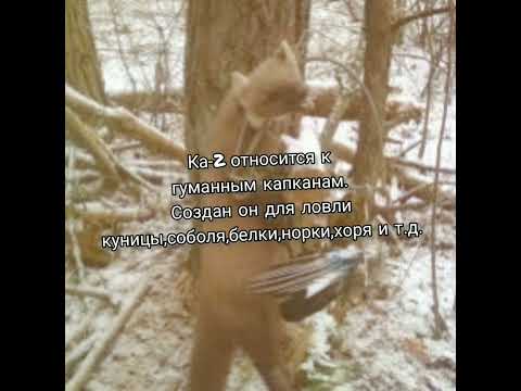 Видео: Ка-2. Капкан Агафонова. Гуманный капкан. Узнай больше.