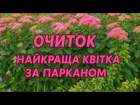 Видео: ✨ОЧИТКИ — КВІТИ БЕЗ КЛОПОТУ🌿НЕ ПРИМХЛИВІ, КРАСИВІ,ПРОТИ БУР’ЯНІВ❗ШВИДКО РОСТУТЬ І РОЗМНОЖУЮТЬСЯ🌸