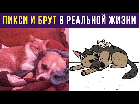Видео: Приколы с собаками. Пикси и Брут В РЕАЛЬНОЙ ЖИЗНИ | Мемозг #296