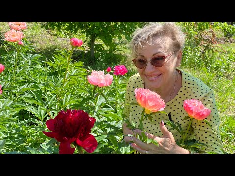Видео: ЦВЕТЕНИЕ ПИОНА-2022🌸#Волгоград #пион#вгостяхуНаталии#