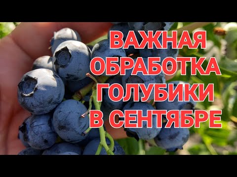 Видео: ВАЖНАЯ обработка голубики В СЕНТЯБРЕ. Обязательно по листве.