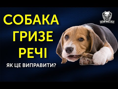 Видео: Собака гризе все в домі | Що робити? | 4 поради