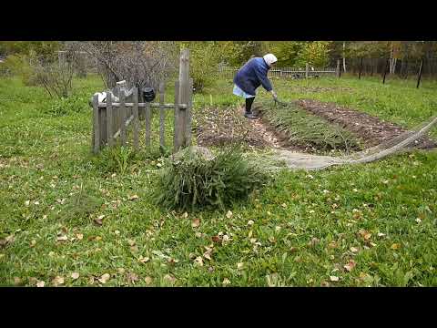 Видео: Посадка чеснока