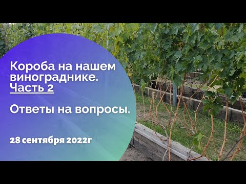 Видео: Короба на нашем винограднике. Часть 2. Ответы на вопросы.