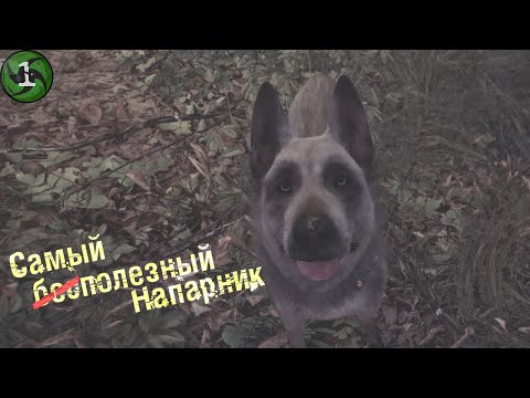 Видео: Самый полезный Напарник - Blair witch #1