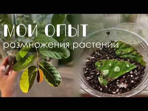 Видео: Мой опыт размножения комнатных растений: Черенки, фрагменты листа, семена, клубни.
